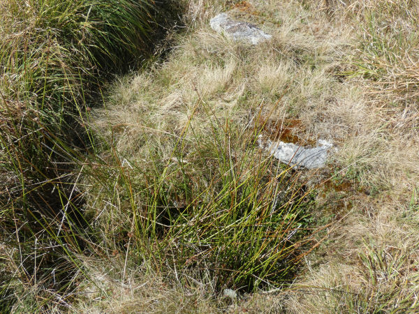 Beardown Platform Cairn Circle and Cist